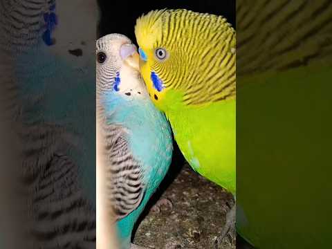 Beautiful  Budgies 🥰😍 singing Budgies birds sounds 😘