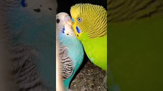 Download lagu Beautiful  Budgies 🥰😍 singing Budgies birds sounds 😘 mp3