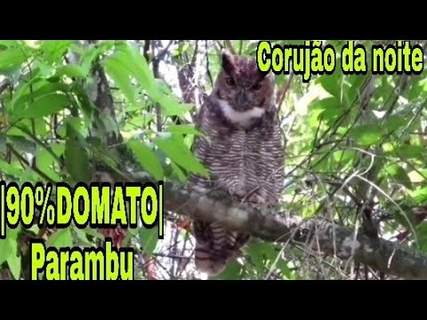 👉Corujão da noite |90%DOMATO|