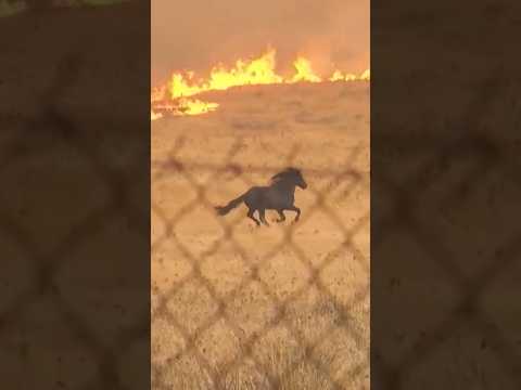 Horses run from flames as wildfire advances in Greece
