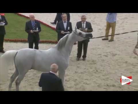 N.196 GIRLAN-BEY - Sharjah 2016 - 7+ year old Stallions (Class 10)