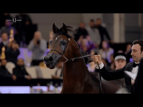 👑 EQUATOR 👑⁣ World Platinum Champion, 2021 PARIS ARABIAN HORSE WORLD CHAMPIONSHIP