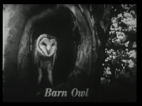 Carlot-ta | The Barn Owl