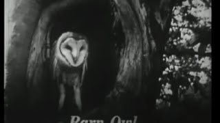 Carlot-ta | The Barn Owl
