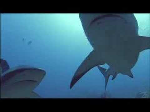Yo Salve Un Tiburon