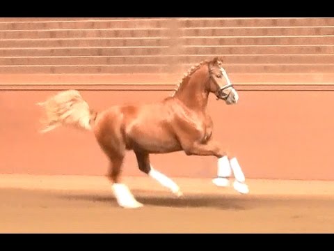 3. Ponyforum Hengsttage COOL BOY v. Can Dance - Heidbergs Nancho Nova
