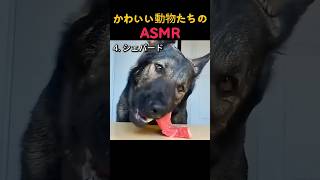 ずっと見ていられる動物ASMR