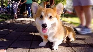The Corgi Walk, Portland Oregon