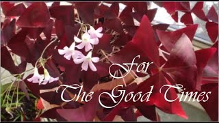 For The Good Times ~ Perry Como   • 🍃🍁´¨). • 🍃🍁🍃¨)