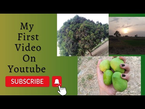 My first  Youtube video❤||Village vibes🌲🌲||Mango Tree🌳||