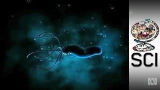 Curing Allergies With Stomach Ulcer Bacteria