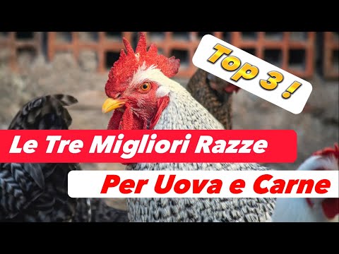 Galline d'Oro: Le 3 razze Superlative per Uova e Carne