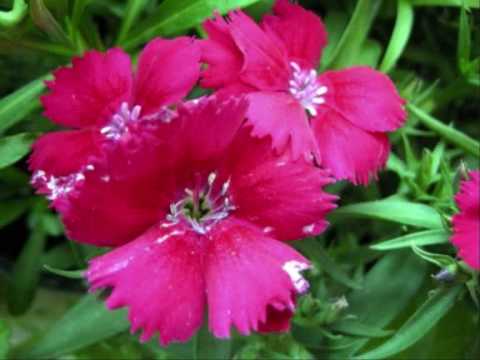 Le moulin de Guérande - Gilles Servat ♥♥♥