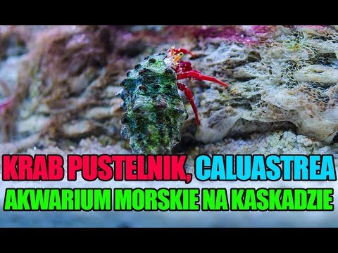 (25) MyReef 50 - Krab pustelnik, Caulastrea - Akwarium morskie - Reef aquarium