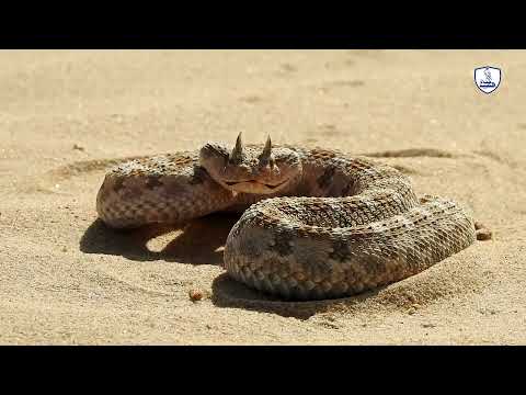 The horned snake is the devil's snake, one of the most dangerous snakes