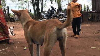 Download the video "Best mom dog and puppies moments at home"