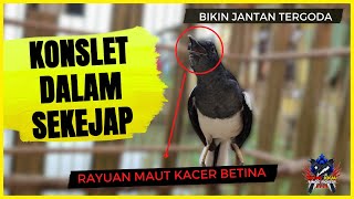 Download lagu Siulan Kacer Betina Memancing Kacer Jantan | Pancingan Kacer Jantan Bikin Terpancing Emosi Birahi mp3