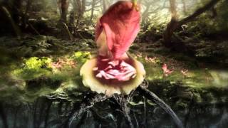 Nose Song -  Film by Sean Vicary, Music by Sam Lee & Llywelyn ap Myrddin