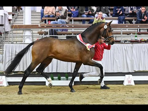 Escaneno, étalon de dressage distribué en France par Pépite Etalons