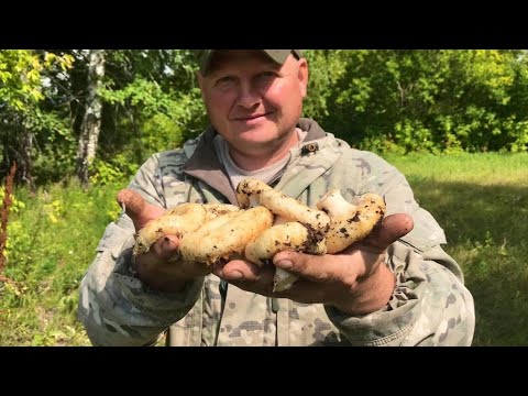 Вкусный и простой рецепт, засолки сырых груздей.