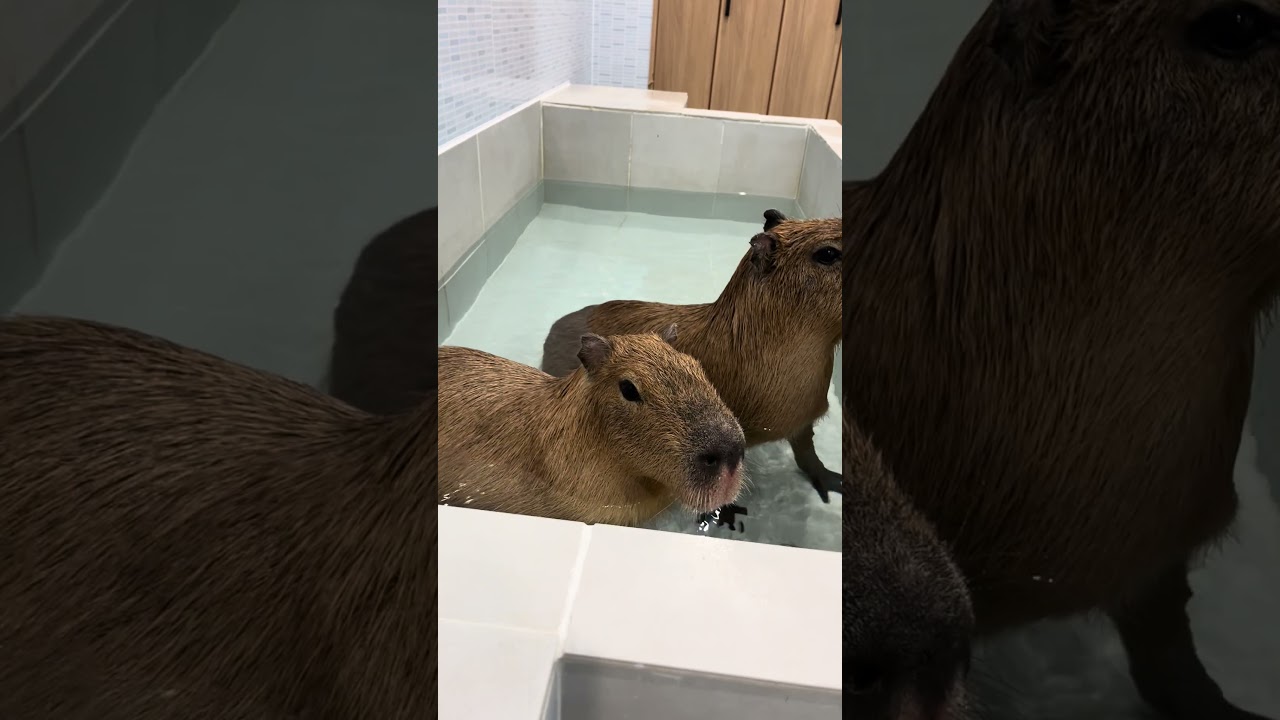 Yay~ pool time! This feels sooo good 🐾💦” #capybara #capybaracafe #animalcafe #tokyo #水豚