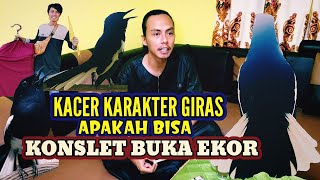 Download lagu BISAKAH KACER GIRAS DIRAWAT KONSLET AGAR BUKA EKOR DAN BONGKAR MATERI DILAPANGAN mp3