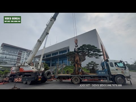 VD : SIÊU TO KHỔNG LỒ - TP SANH BÁM ĐÁ ĐỨNG TỐP VIỆT NAM - CỦA NGƯỜI NINH BÌNH SỞ HỮU.