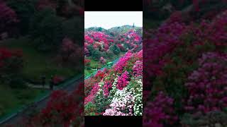 Download lagu Taman bunga yang sangat indah mp3