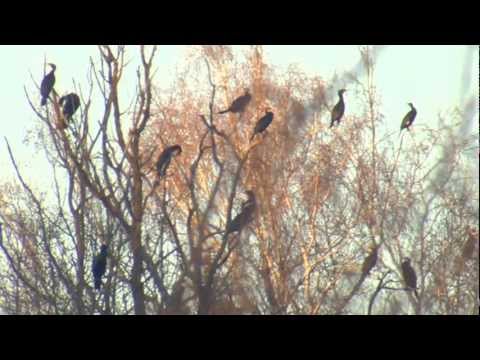 LFV, Der Fall Kormoran (VTS_02_1)