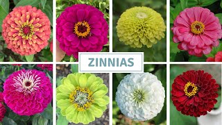 Sowing Zinnias, Pinching Snapdragons, Thinning Seedlings // Cottoverdi
