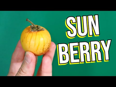 SUN BERRY - This Rare Cousin to Tomatoes Was Only Documented In 2008!