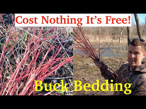 #1 Deer Browse and Screening-Planting Red Dogwood | Start to Finish |  Big Buck Habitat Improvement