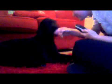 Crazy girl on the end of the phone (dogs included)