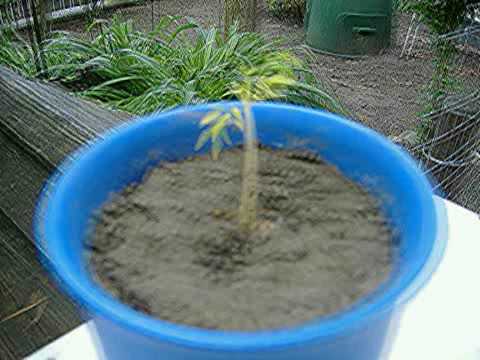 Moringa für die ganze Welt