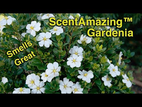 , title : 'Planting ScentAmazing™ Gardenias - Fragrant, Evergreen, Low Maintenance'
