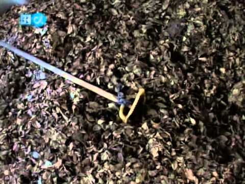 Doku - Coca - Die Heilige Pflanze Der Inka