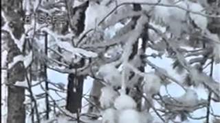 Охота на глухаря с лайкой зимой - Видео онлайн