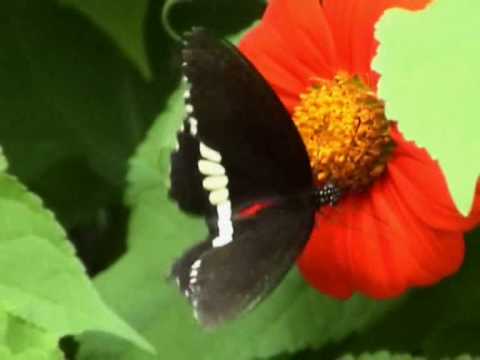 Ruckablaow - CCK (Dizz)