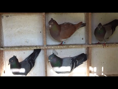 Seniorski Šampion Srbije GSS 2022.- Nikolić Ilija GSS 128