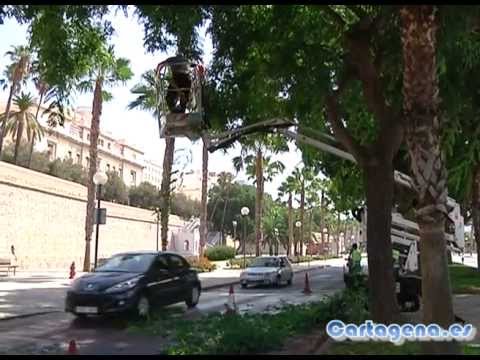 El Ayuntamiento poda unas 1.500 palmeras para evitar caída de hojas y dátiles a la vía pública