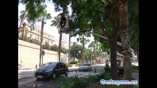 El Ayuntamiento poda unas 1.500 palmeras para evitar caída de hojas y dátiles a la vía pública