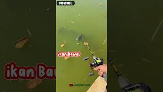 Download lagu Mancing ikan Bawal ‼️ #ikanbawal #mancing #short mp3 Download lagu Mancing ikan Bawal ‼️ #ikanbawal #mancing #short mp3