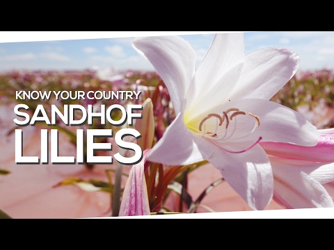 The Sandhof Lilies - One of Namibia’s natural wonders - Know Your Country