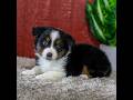 Miniature Australian Shepherd dogs for sale: Yates - Video 1