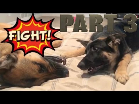 Zeus and Zeena argue!! Part 3 \\ German Shepherd argue