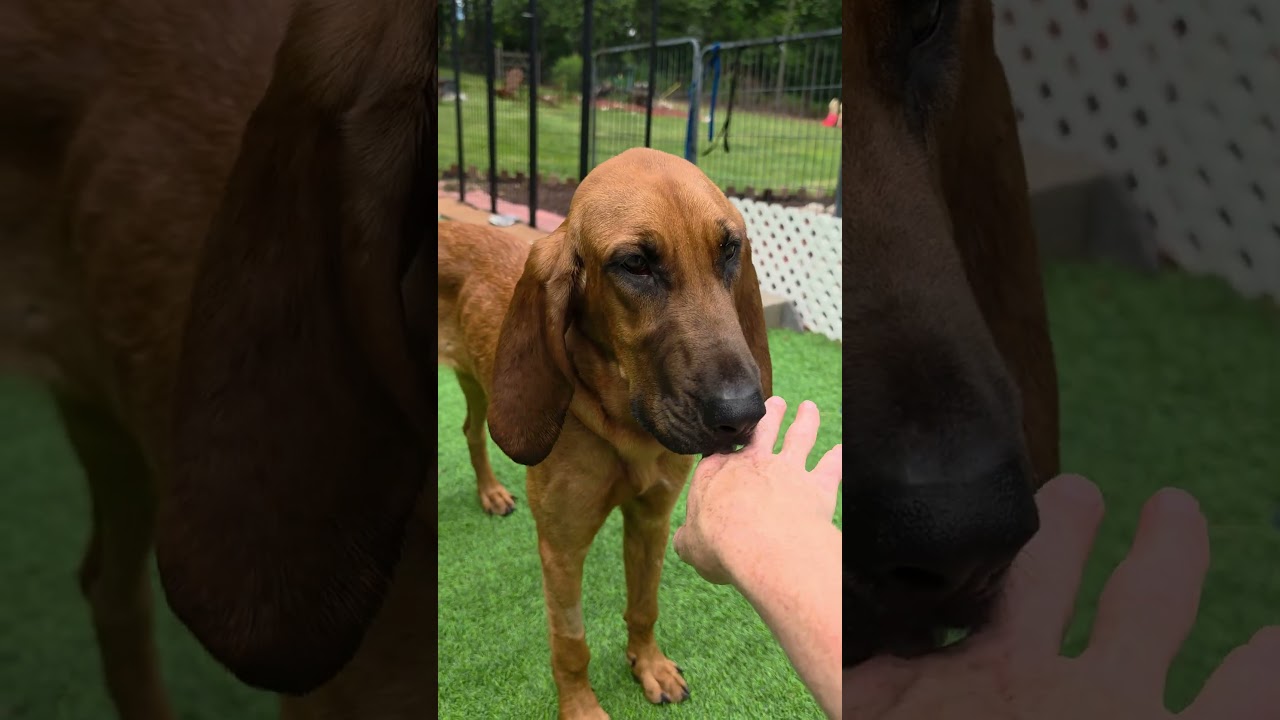 Luann, an adopted Bloodhound in Blairstown, NJ video 3/6