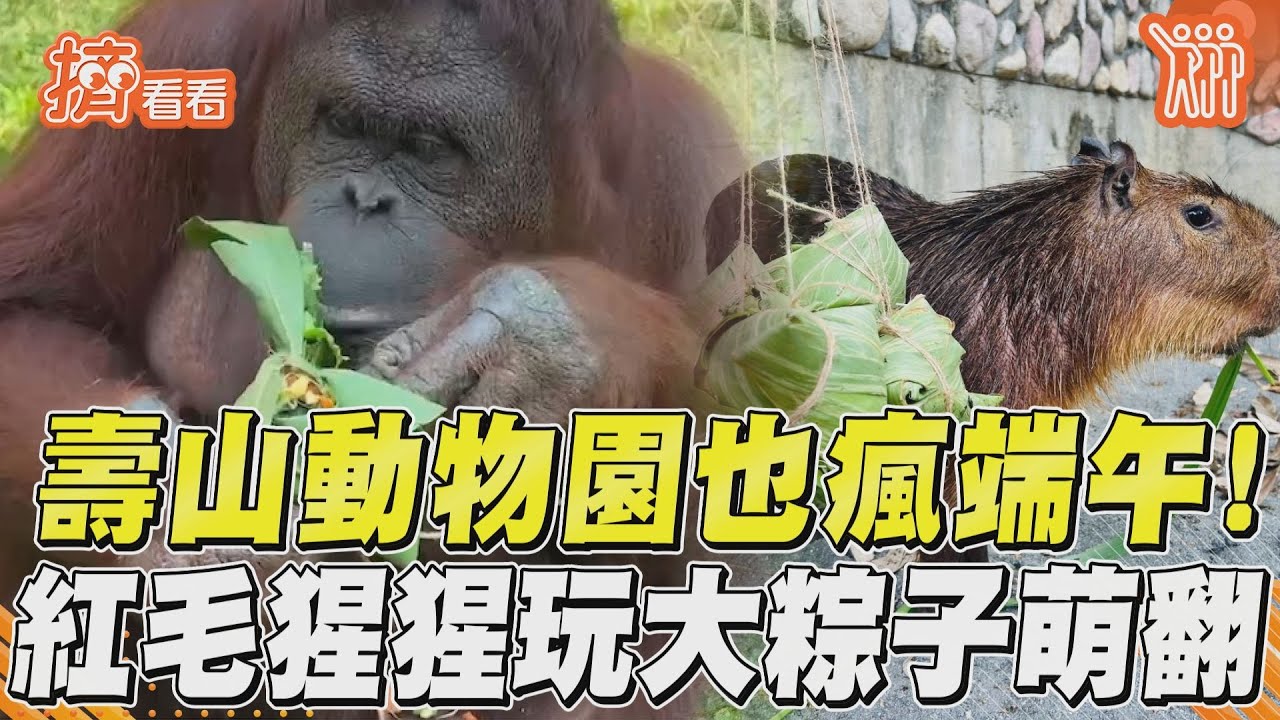 壽山動物園端午加菜!老虎玩大香包萌翻、紅毛猩猩把自己包成肉粽