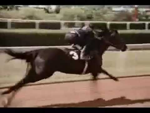 The Black Stallion's run