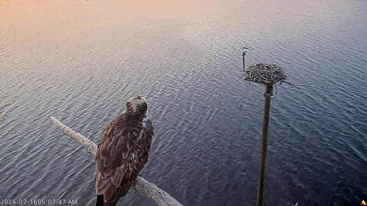 Live webcam view of Llyn Brenig Reservoir Shoreline