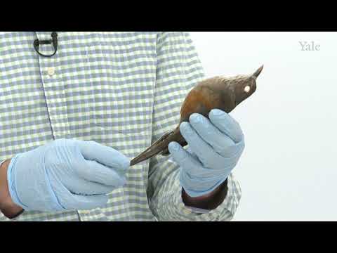 National Birds of South America   -   Aves nacionales de Sudamérica